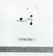 Click for 2 image(s) for this accession. FRUIT